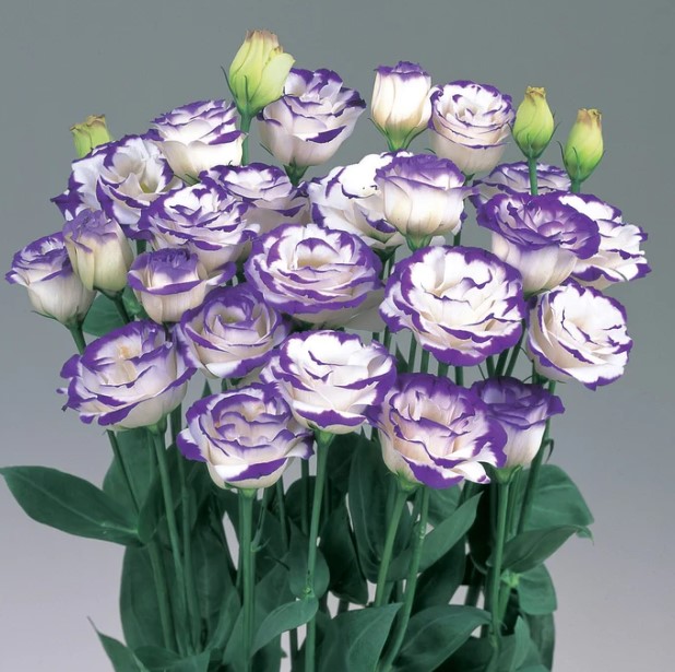 Lisianthus Seeds for Sale	