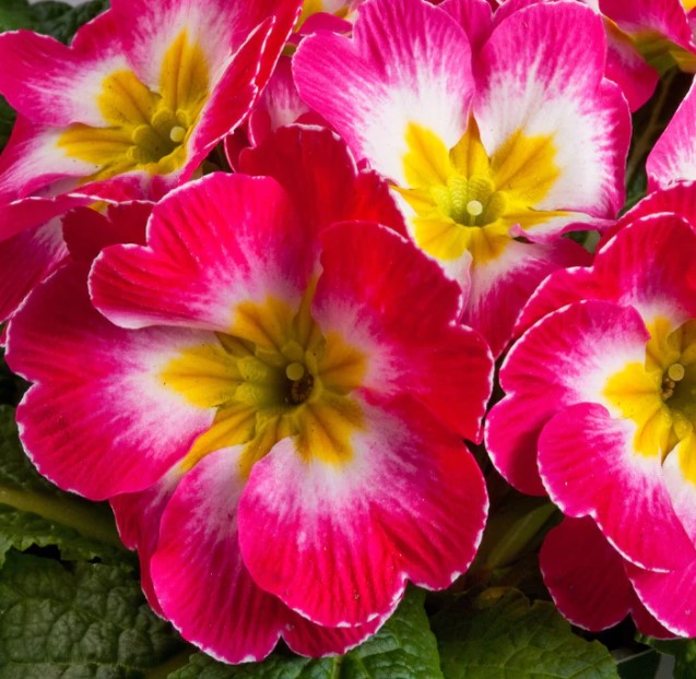 Your Guide to Growing Primula from The Seeds